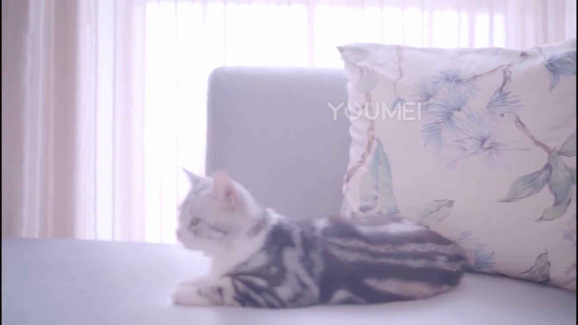 图片[3]-YouMei_尤美视频_2019.01.15_No.174_少女与猫_喵星人_MP4_96MB - aifuli.cc-aifuli.cc