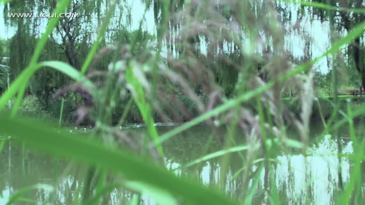 Ligui丽柜_高清视频_2019.10.01_职场新秀_青青河边草_汐汐_1V_131M - aifuli.cc-aifuli.cc