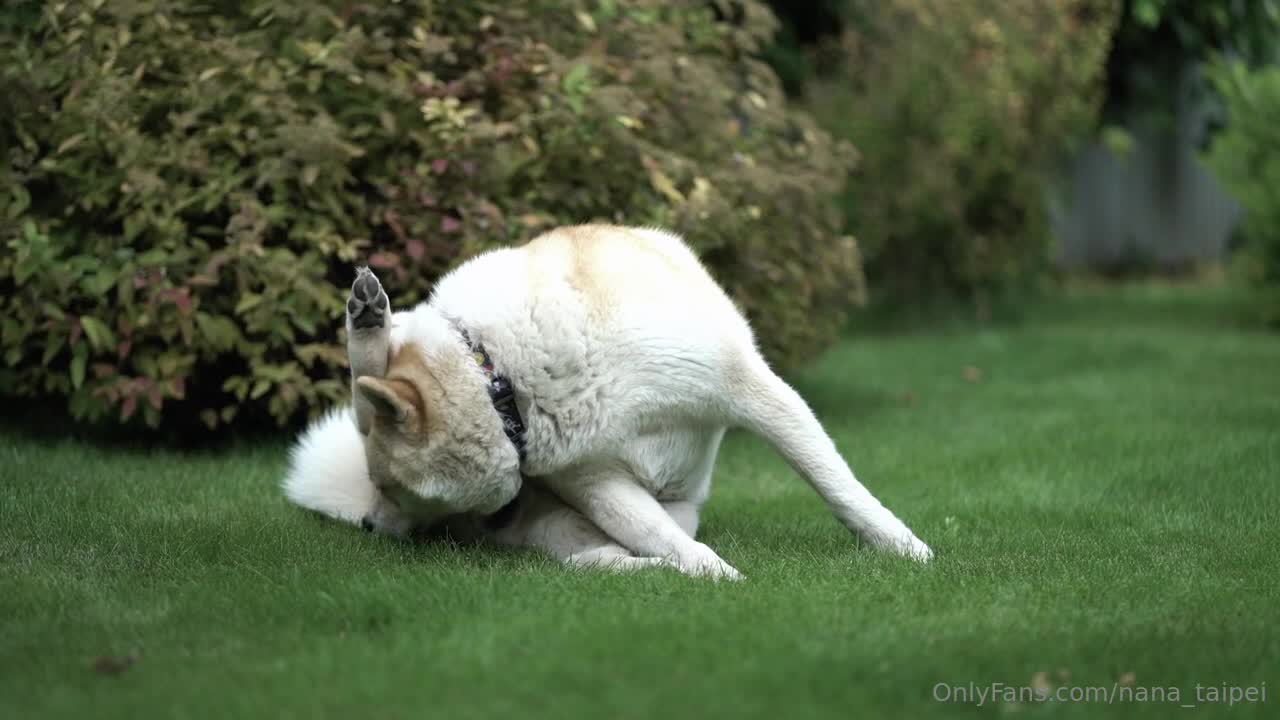 nana_taipei_Nana_OnlyFans原档资源合集04-aifuli.cc